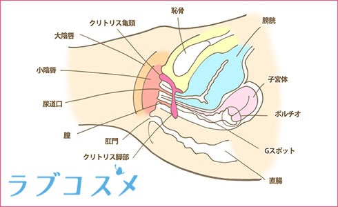 裏Gスポットで開発するオナニー法【未知の領域を展開しよう】 | 【きもイク】気持ちよくイクカラダ