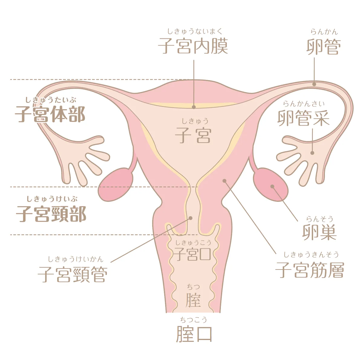 クリトリスオナニーやり方！イク方法とコツ - 夜の保健室