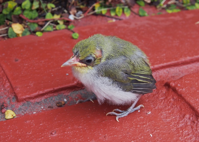 楽鳥園日記 > ひな達２！｜フクロウ・ワシ・タカ・ハヤブサなど猛禽類の販売・繁殖｜楽鳥園