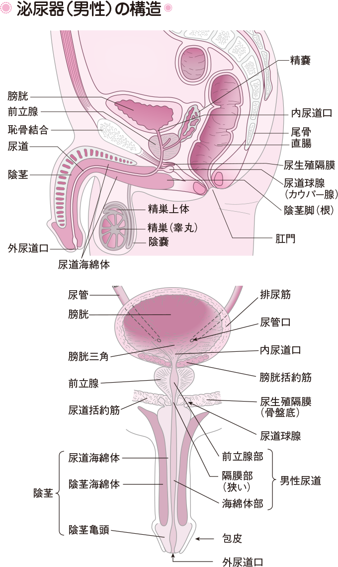 前立腺オナニー（アナニー）とは？危険な6つの理由も解説【医師監修】 | 新橋ファーストクリニック【公式】