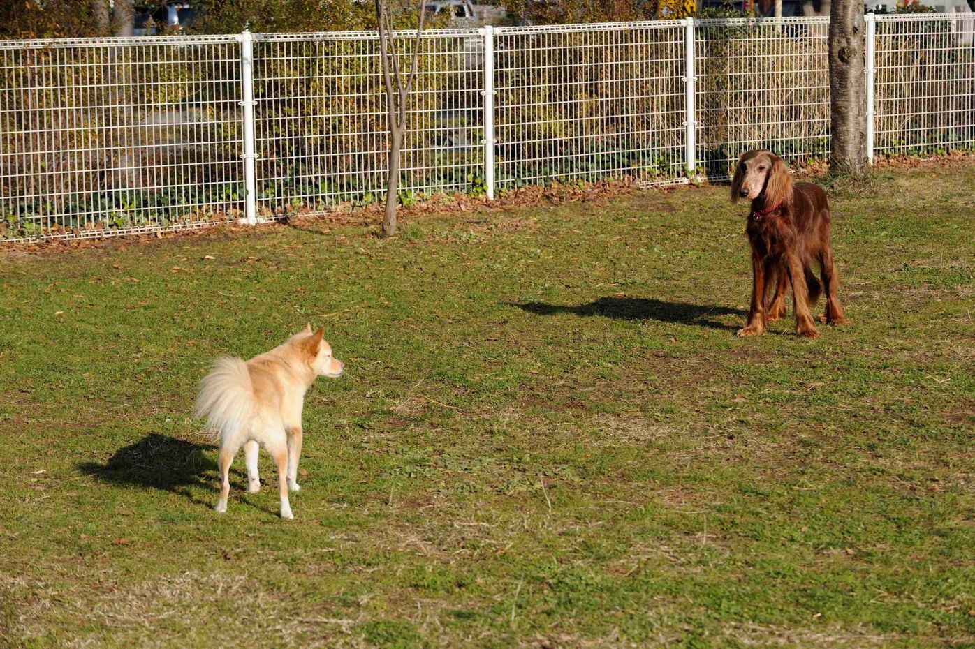 他人を噛む犬は、本当は噛みたくないけど追い詰められている|連載・西川文二の「犬ってホントは」vol.114｜いぬのきもちWEB MAGAZINE