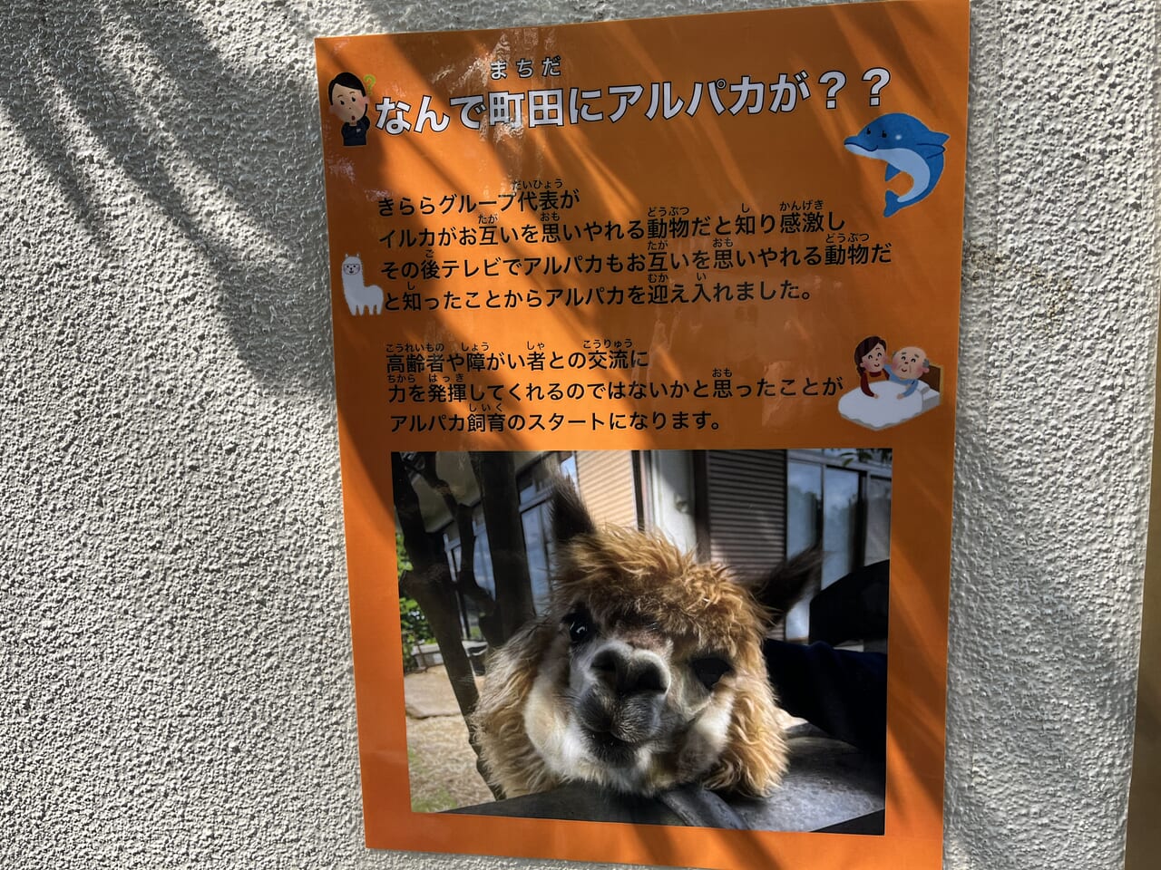 座りアルパカ大 白と茶 | ALPACA WORLD