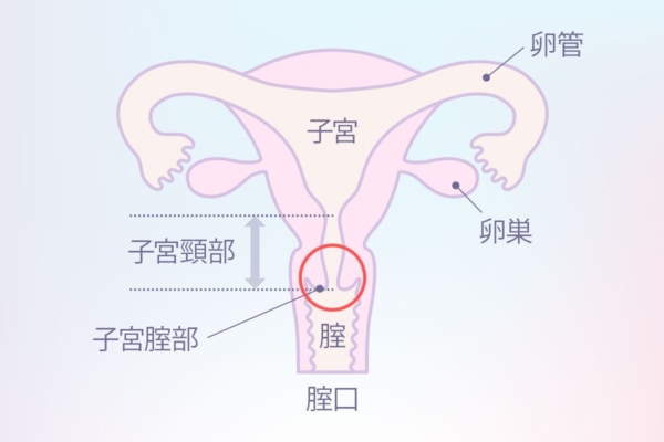 中イキってどんな感覚？開発方法・コツ・できない原因を産婦人科専門医が徹底解説！ | 腟ペディア（チツペディア）