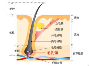 脱毛基礎知識 | プレミアム脱毛のレイビス