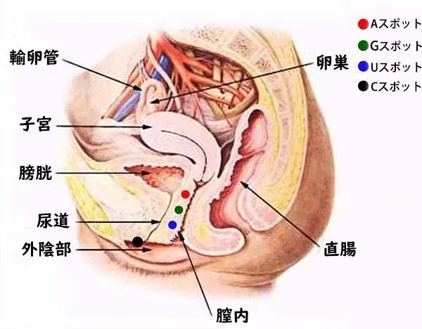 性感帯とは？女性の感じやすい場所や開発法 - 夜の保健室