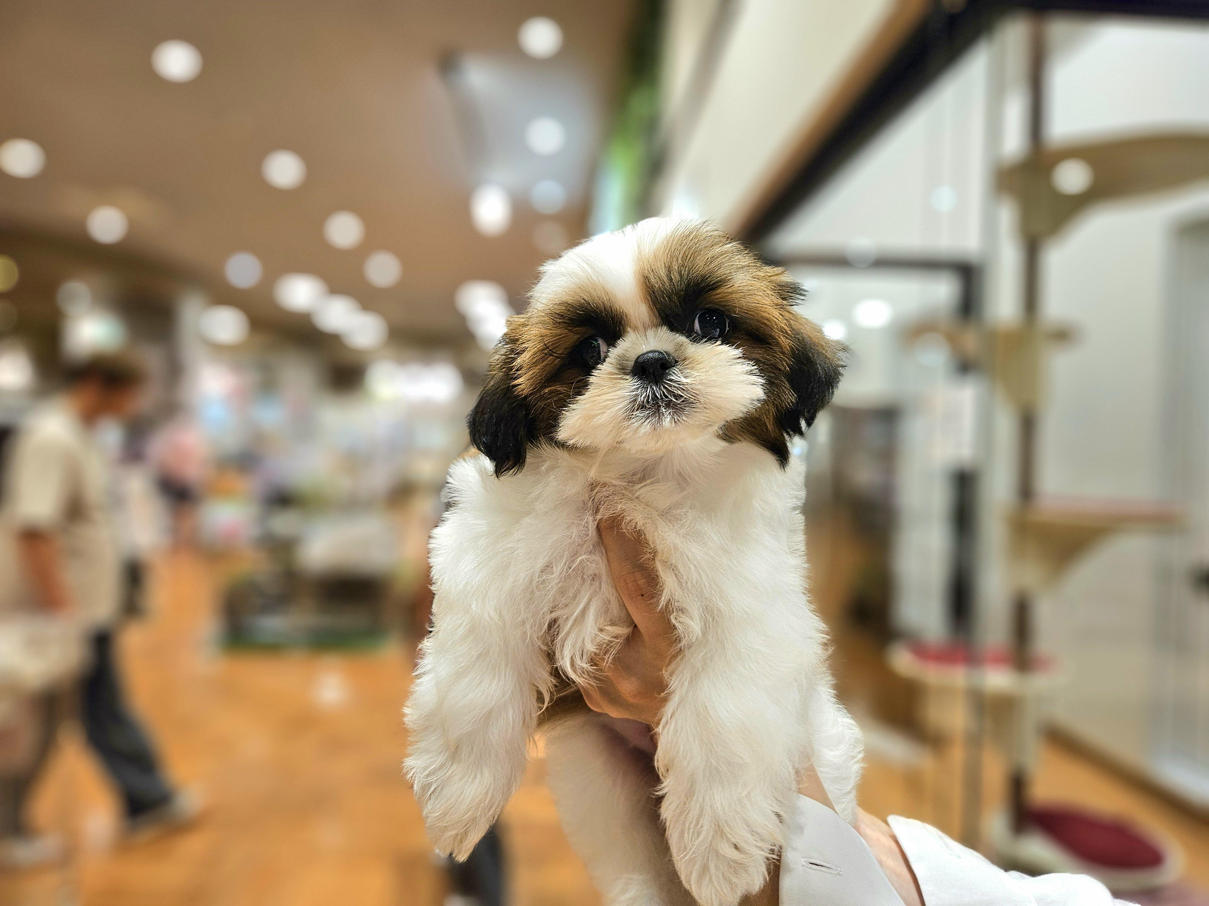 ペットショップ ワンラブ イオンタウン長崎長与店|ペットショップ,ペット用品店|諫早,大村| SHIORI