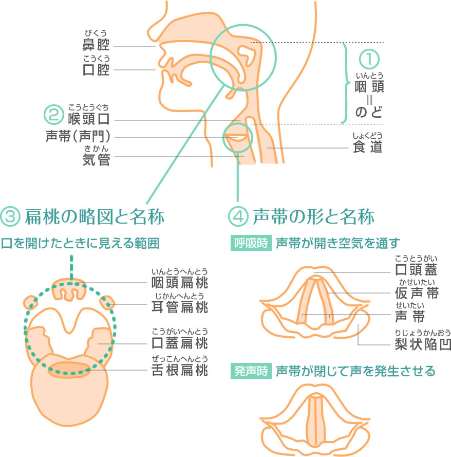 医師が解説】扁桃腺が白い場合は扁桃炎？発熱・のどの痛みに効果のある市販薬を紹介 – EPARKくすりの窓口コラム｜ヘルスケア情報