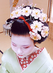 舞妓と藤の花のかんざし Maiko and wisteria kanazashi