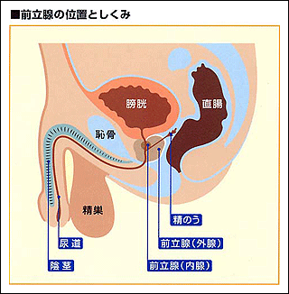 鼠径ヘルニア | 千葉市立海浜病院