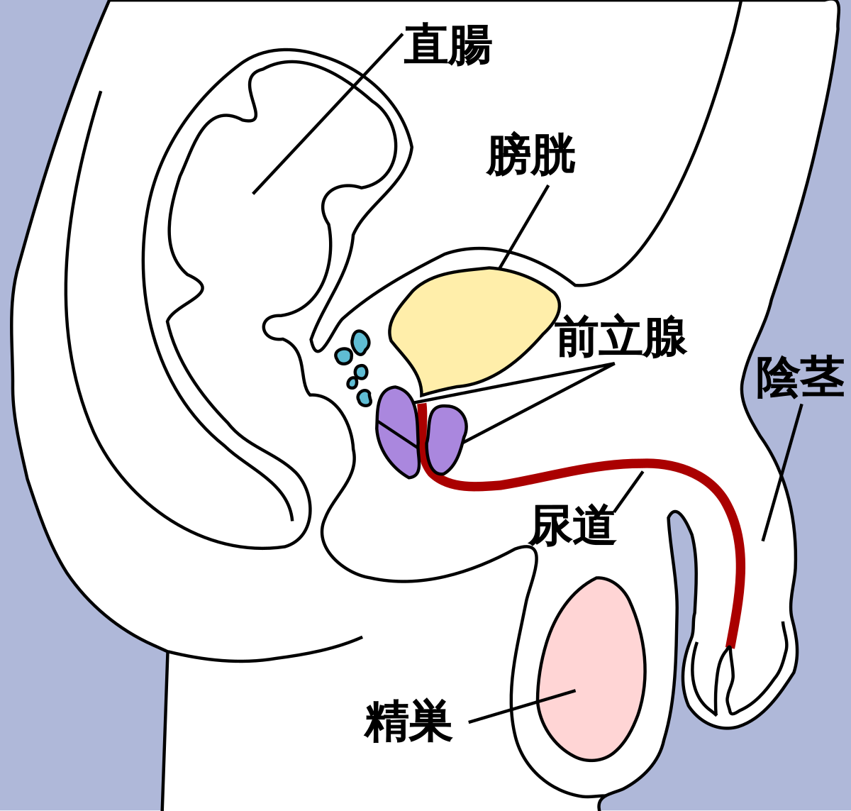 Manji Male Prostate