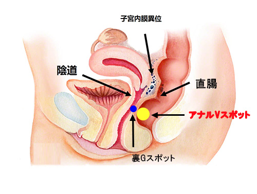 アナルSEXってどうやるの？気持ち良い？素朴な疑問に答えます