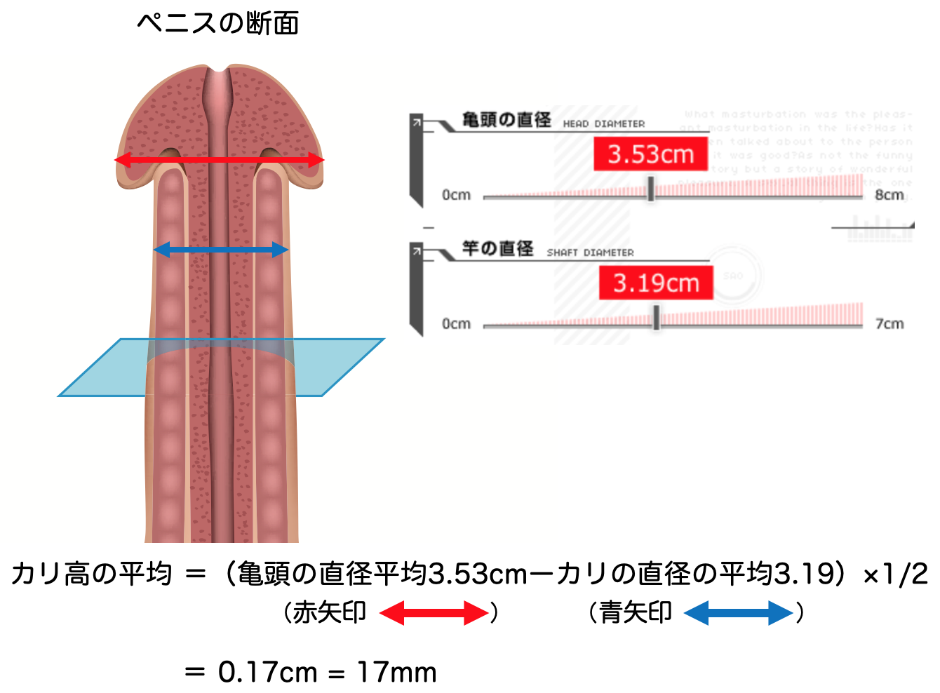 トイレットペーパーを使ったペニスの大きさと太さの測り方を紹介！｜風じゃマガジン