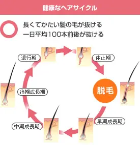 髪の毛を抜くとはげる？癖や病気で抜き続けるリスクやまた生えてくるかも解説 | 育毛のミカタ