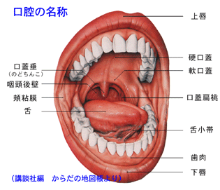 口蓋垂のこと | ボイトレブログ～diario