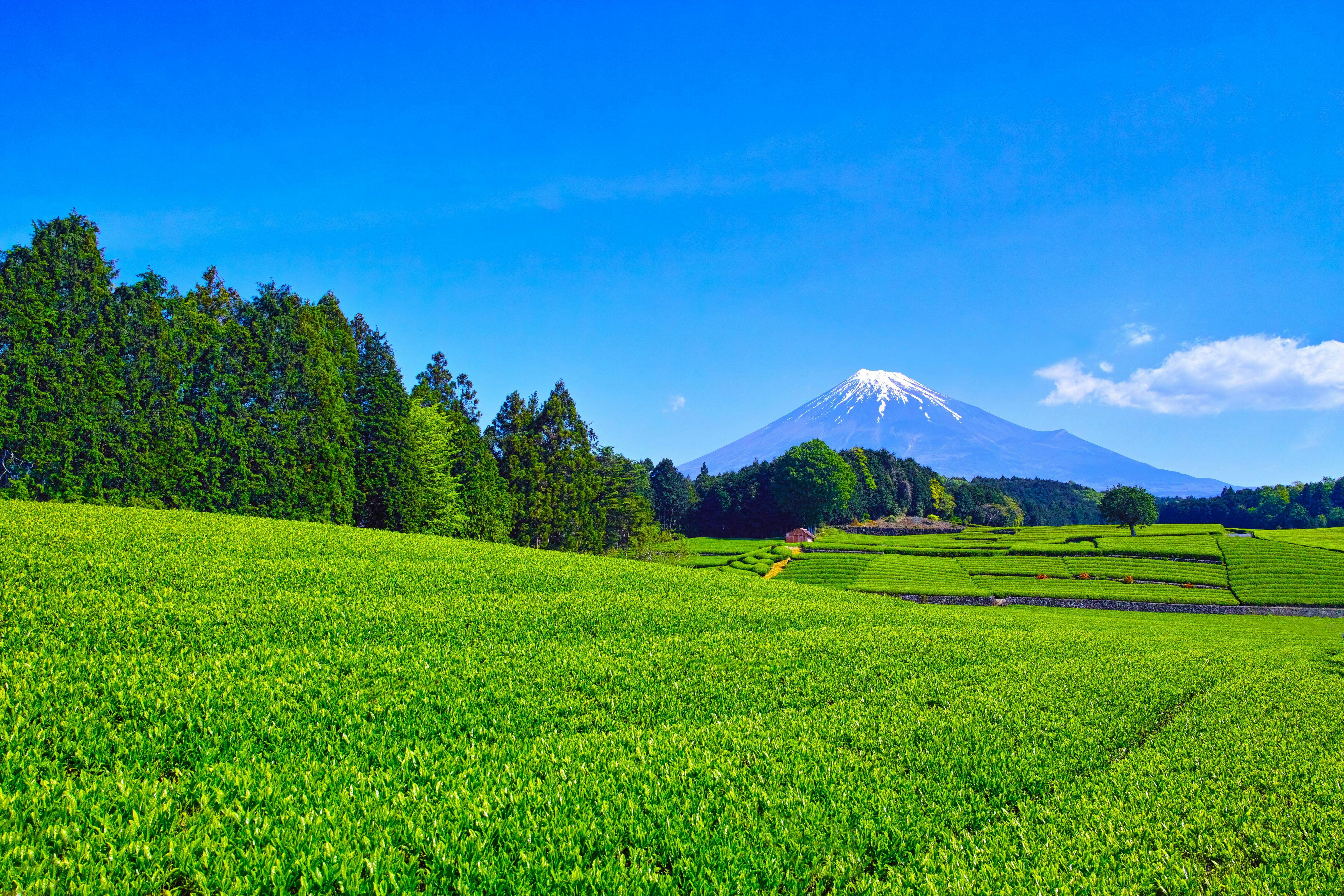 四季のおもてなし・日本庭園｜富士山の見える温泉旅館。富士山温泉ホテル鐘山苑公式HP