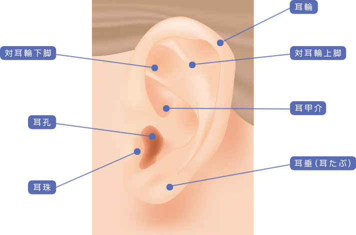 耳舐めって気持ちいいの？耳開発や耳舐めのやり方を大公開！｜KaikanNews