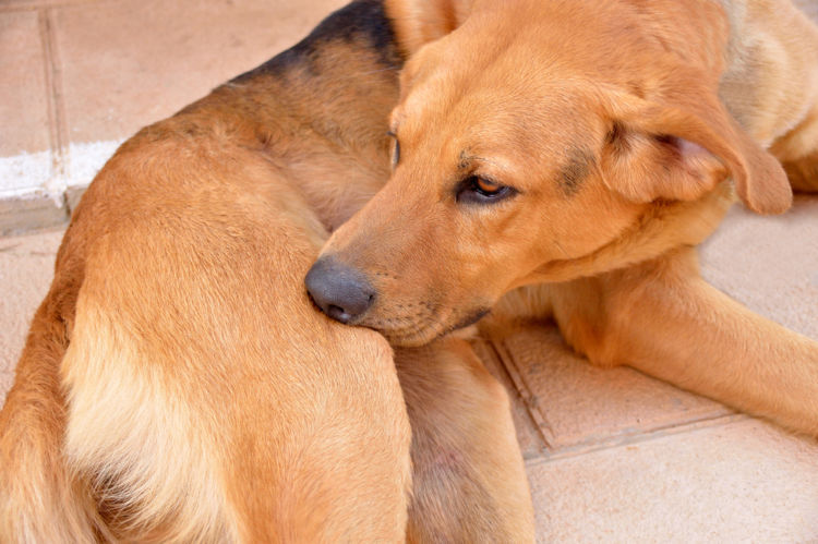 犬がおしりを舐める理由は？考えられる病気や対処法、異変のサイン | わんちゃんホンポ