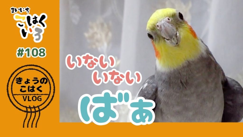 永遠の3歳児オカメインコこはく | * 月曜日の朝礼✨ 「いっぱい食べて