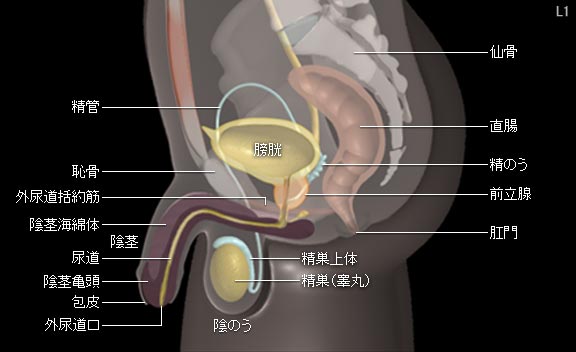 Orgasm大阪店 - 大阪府 マッサージ -