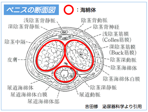 ペニス・チンコの正確な長さ・太さの測り方【図解】 | イケオジの嗜み