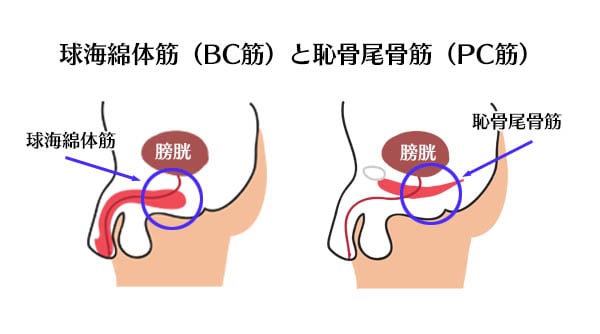 精力剤の成分及びED改善効果｜【浜松町第一クリニック】