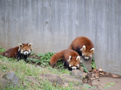 船橋駅周辺の動物園・植物園ランキングTOP9 - じゃらんnet