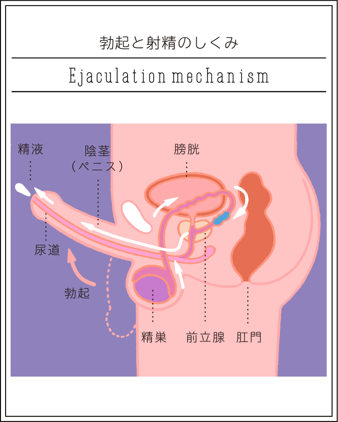 今日、家に親いないから…」難易度付き実家エッチマップ大公開｜BLニュース ちるちる