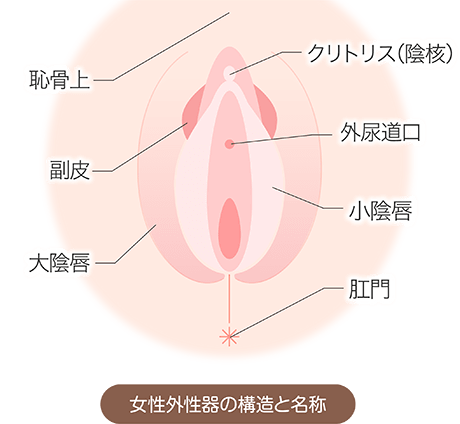 クリトリス（陰核）包茎手術 | 婦人科形成