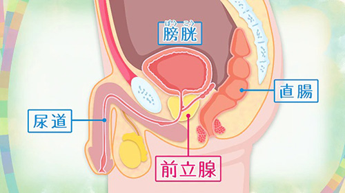 前立腺を一番刺激できる姿勢シリーズ | エネマグラ（ENEMAGRA）公式サイト