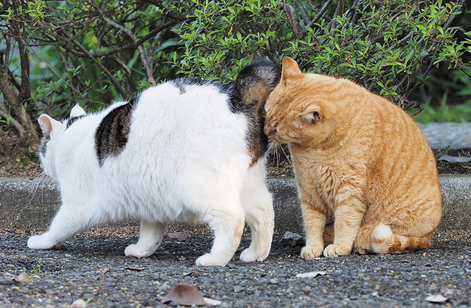 猫に多いお尻の病気「肛門嚢炎」の疑問にお答えします｜獣医師解説｜ねこのきもちWEB MAGAZINE