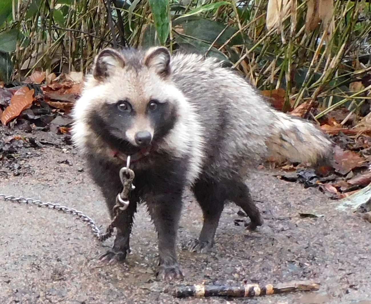 狸 たぬき 剥製 はく製 ガラスケース