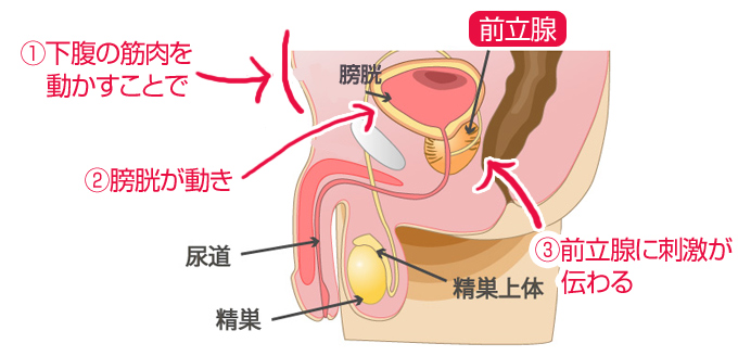 一度イケば虜になる！アナルで絶頂「前立腺オナニー」魅力と方法｜駅ちか！風俗雑記帳