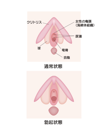 【自腹でデータ入手！】クリトリスの全景こんな感じ！カラダを知るお風呂場