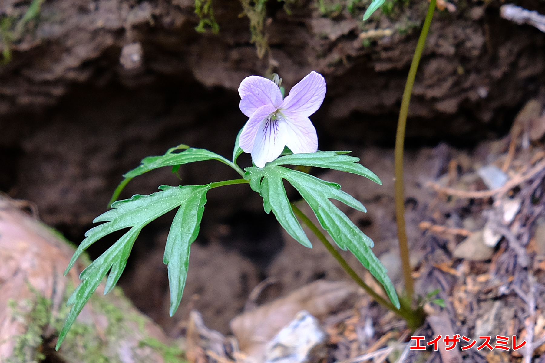 ２月おすすめの花苗｜蕨戸田衛生センター組合