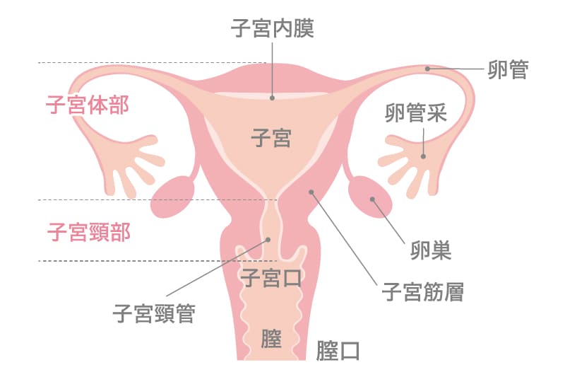 男の性感帯は18か所！愛撫のコツを部位別に教えます【風俗嬢必見】 | シンデレラグループ公式サイト