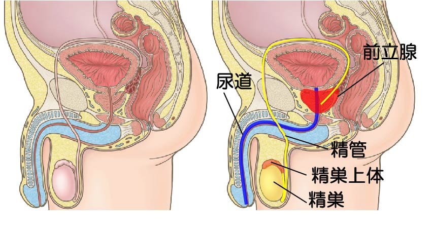 桃園めぐみ❤鼠径部攻め隊隊長❤秋葉原・新橋・銀座❤オープラスの記事一覧｜note（ノート）