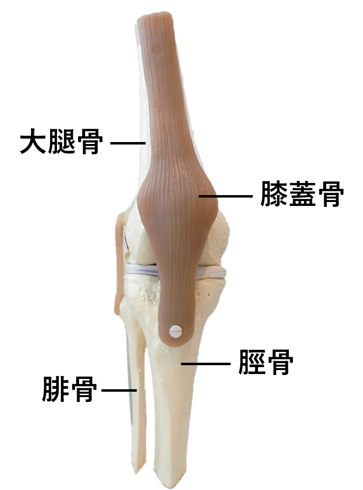 膝の違和感の症状チェック！痛くないけど気になる原因と対処法│ひざ関節症クリニック