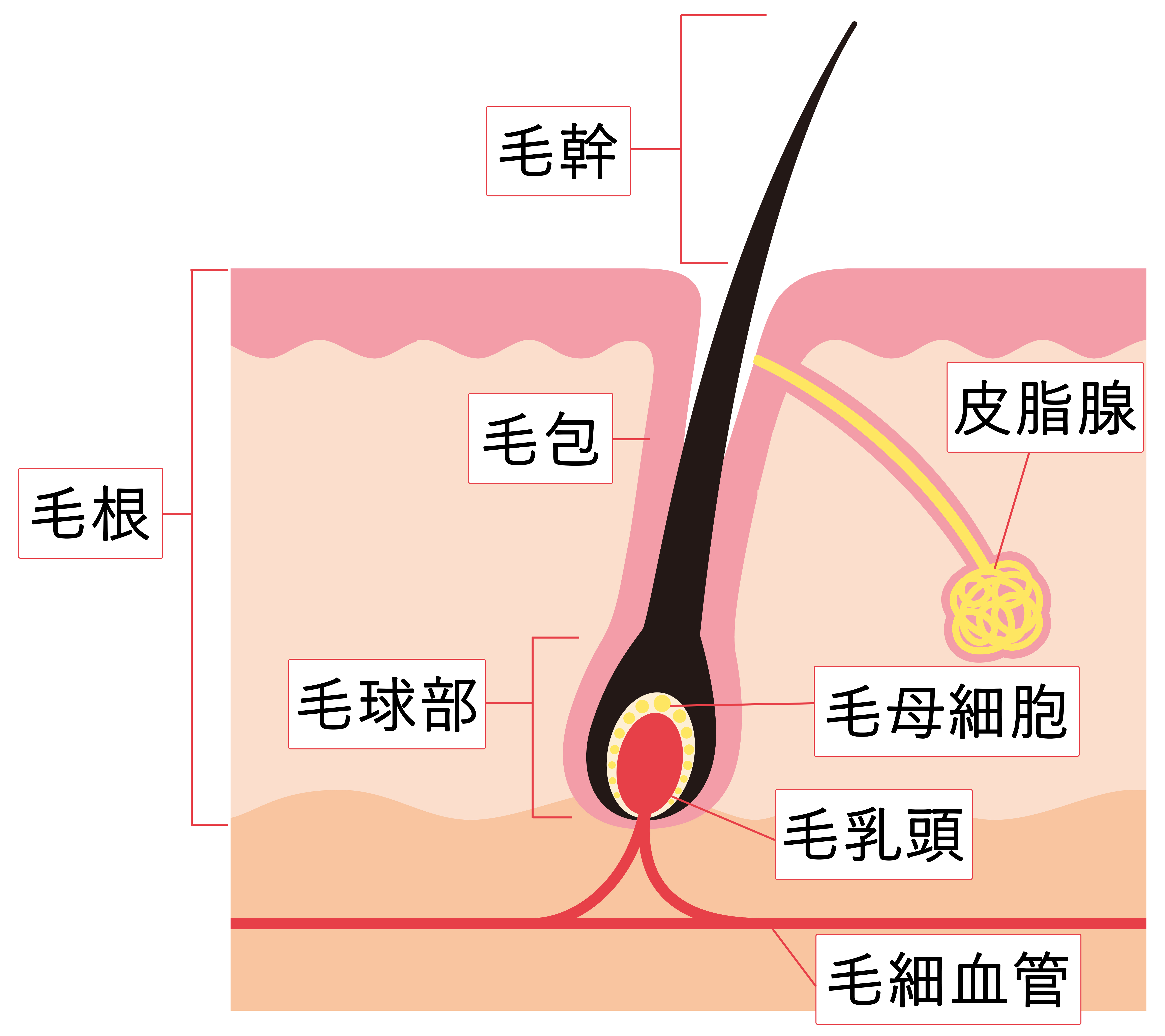 毛抜きでも毛根は死ぬ？やり方と脱毛との関係・痛くない方法は？ | 内科総合クリニック人形町