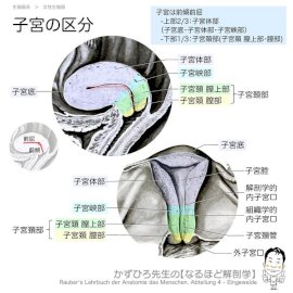 ポルチオとは？ 刺激で中イキするって本当？ 医師が教える正しい知識｜「マイナビウーマン」