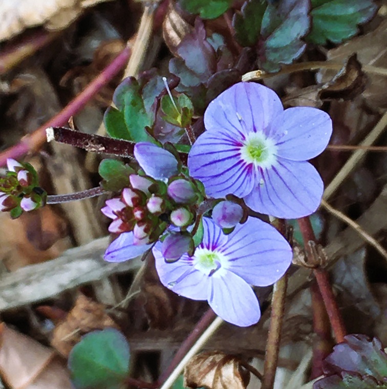 ベロニカの花言葉は？4つご紹介します！ | FLOWER｜お花・グリーン販売中！かわいいが届くお花便