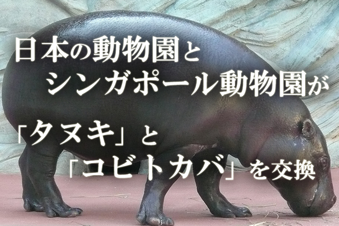 タヌキは日本にはたくさんいるのにシンガポールの動物園に贈ったら超レア動物のコビトカバをお返しにもらってたのでタヌキ外交していこう - Togetter  [トゥギャッター]