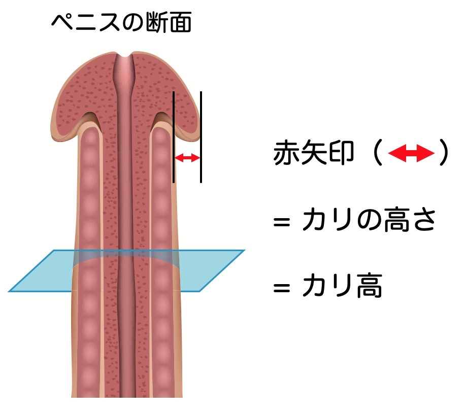 長茎術（ペニスを長くする）なら新宿形成外科