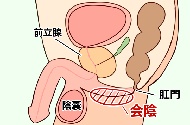 男性会陰域】⠀ 生殖器系としては、尿道球と陰茎脚に注目してください。⠀ 射精は下腹神経（交感神経）と陰部神経によりおこります。⠀  下腹神経は精管、精嚢、前立腺の平滑筋を収縮させ、精液を尿道に押し出します。⠀