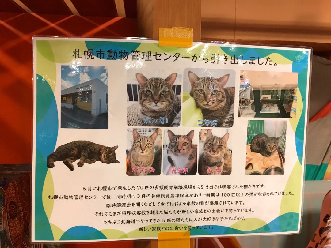 すすきのラフィラ 》保護猫の譲渡会&ネコモノ市 |