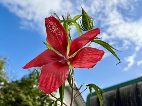 Lilium 'Star Gazer' 葵百合(星象家百合)