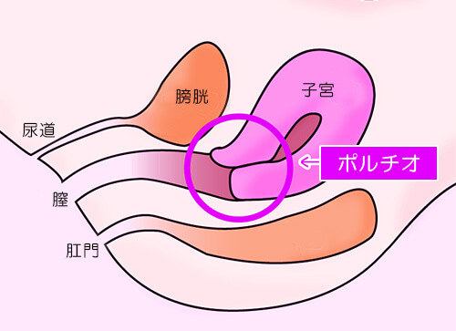 図入りで分かりやすく説明。女性器の名称と役割