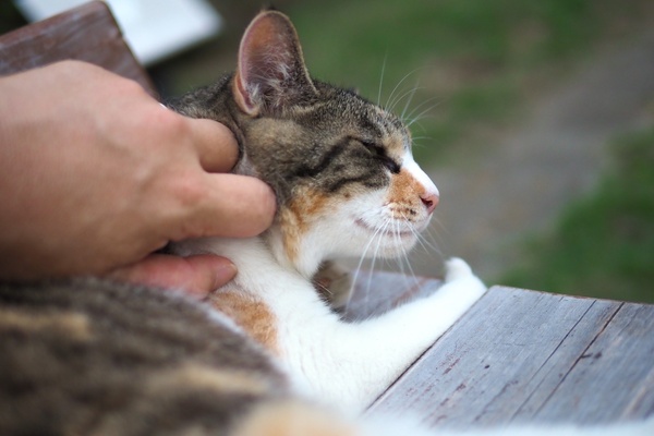 猫の便秘に効くマッサージを紹介。原因と解消法とは？ | となりのカインズさん