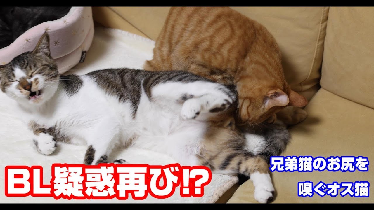 猫が『おしりを舐める』理由4つ！危険な場合の見分け方も | ねこちゃんホンポ