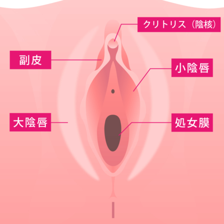 クリトリス包茎 ： 婦人科・女性器：美容外科 高須クリニック