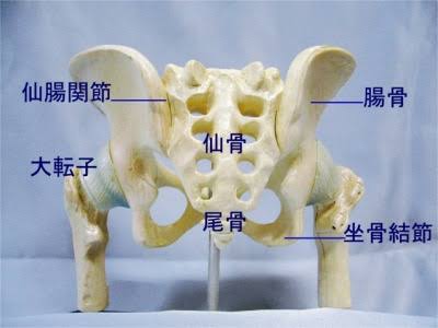 喉仏」は体に宿る仏様。火葬後におこなう収骨の方法も - 家族葬のファミーユ【Coeurlien】